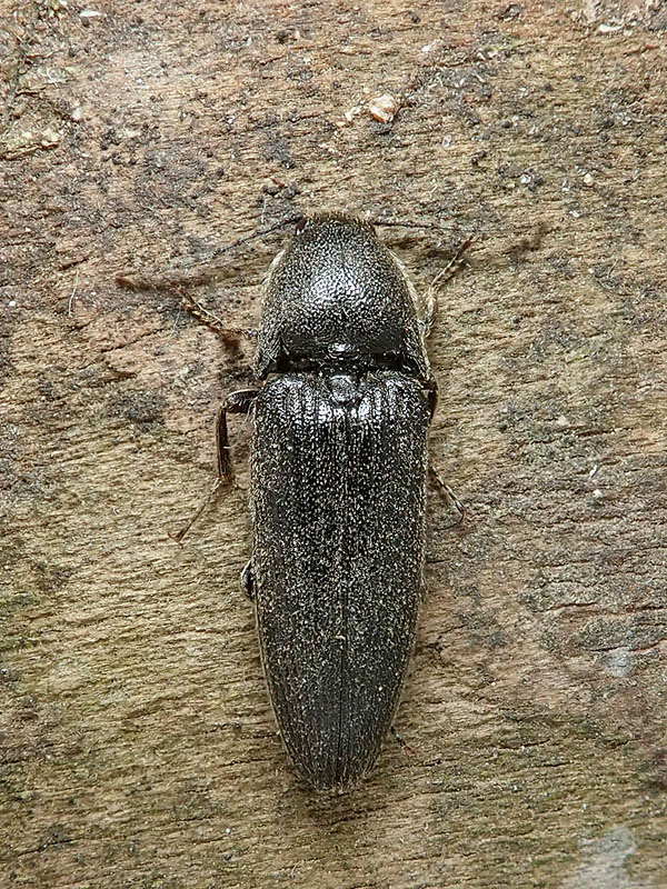 Elateridae: Cydnopus pilosus? No, Melanotus punctolineatus (cfr.)